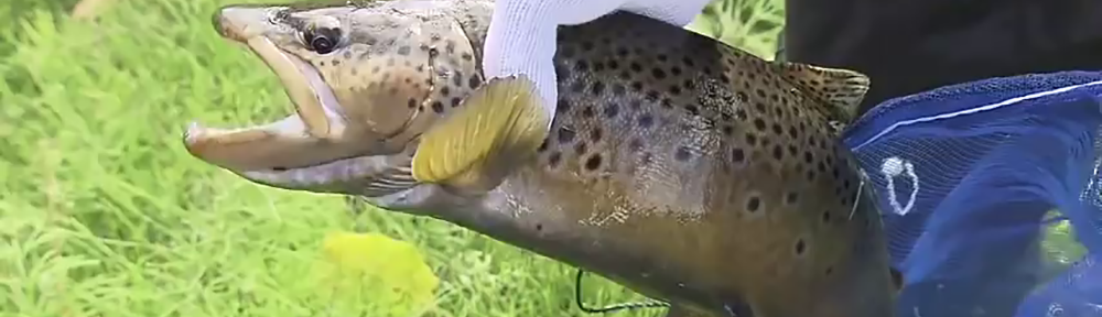 browntrout
