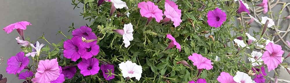 petunia